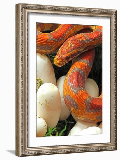 Ultramel Okeetee corn snake, with recently laid eggs-John Cancalosi-Framed Photographic Print