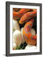 Ultramel Okeetee corn snake, with recently laid eggs-John Cancalosi-Framed Photographic Print
