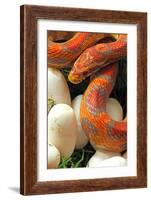 Ultramel Okeetee corn snake, with recently laid eggs-John Cancalosi-Framed Photographic Print