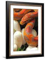 Ultramel Okeetee corn snake, with recently laid eggs-John Cancalosi-Framed Photographic Print