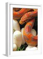 Ultramel Okeetee corn snake, with recently laid eggs-John Cancalosi-Framed Photographic Print