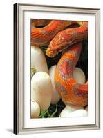 Ultramel Okeetee corn snake, with recently laid eggs-John Cancalosi-Framed Photographic Print