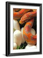 Ultramel Okeetee corn snake, with recently laid eggs-John Cancalosi-Framed Photographic Print