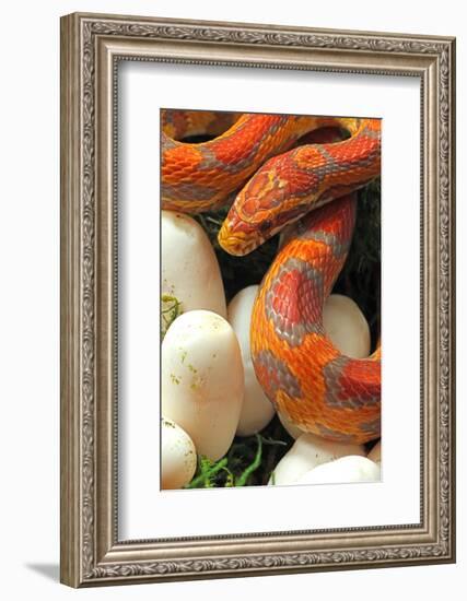 Ultramel Okeetee corn snake, with recently laid eggs-John Cancalosi-Framed Photographic Print