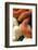 Ultramel Okeetee corn snake, with recently laid eggs-John Cancalosi-Framed Photographic Print