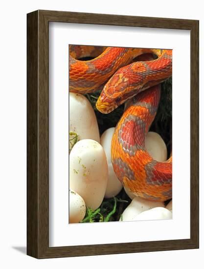 Ultramel Okeetee corn snake, with recently laid eggs-John Cancalosi-Framed Photographic Print