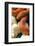 Ultramel Okeetee corn snake, with recently laid eggs-John Cancalosi-Framed Photographic Print