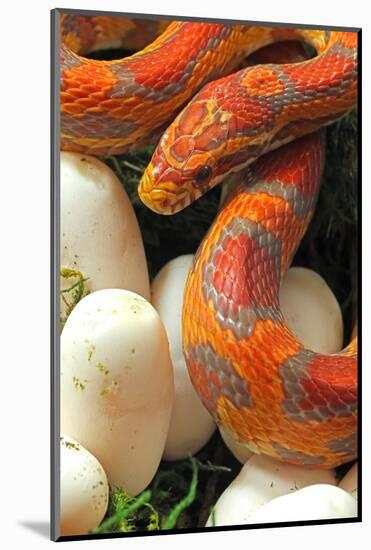Ultramel Okeetee corn snake, with recently laid eggs-John Cancalosi-Mounted Photographic Print