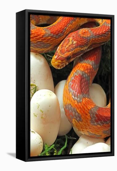 Ultramel Okeetee corn snake, with recently laid eggs-John Cancalosi-Framed Premier Image Canvas