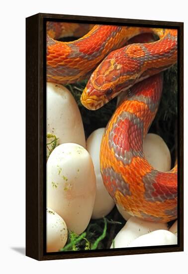 Ultramel Okeetee corn snake, with recently laid eggs-John Cancalosi-Framed Premier Image Canvas