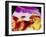 Ultrasound Scan of 20 Week Old Foetus (side View)-Science Photo Library-Framed Photographic Print