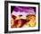 Ultrasound Scan of 20 Week Old Foetus (side View)-Science Photo Library-Framed Photographic Print