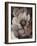 Umber Flower II-Tim O'toole-Framed Giclee Print