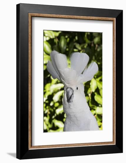 Umbrella cockatoo, portrait. Captive-Lynn M. Stone-Framed Photographic Print