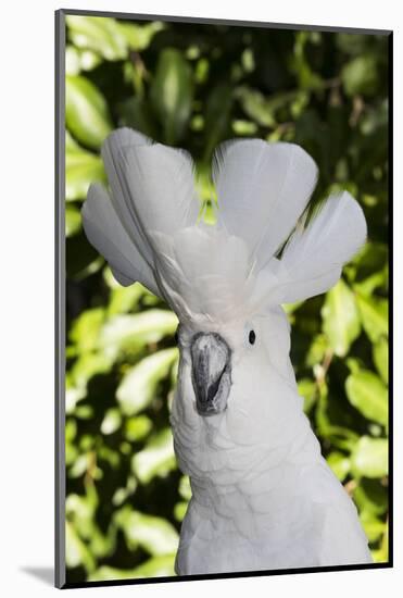 Umbrella cockatoo, portrait. Captive-Lynn M. Stone-Mounted Photographic Print