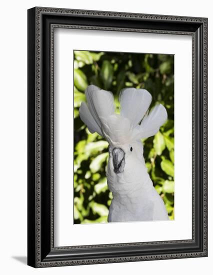 Umbrella cockatoo, portrait. Captive-Lynn M. Stone-Framed Photographic Print