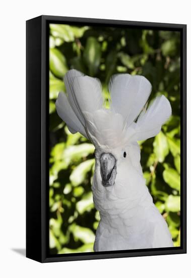 Umbrella cockatoo, portrait. Captive-Lynn M. Stone-Framed Premier Image Canvas