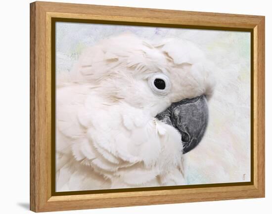 Umbrella Cockatoo Portrait-Jai Johnson-Framed Premier Image Canvas