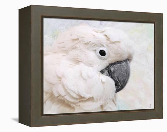 Umbrella Cockatoo Portrait-Jai Johnson-Framed Premier Image Canvas