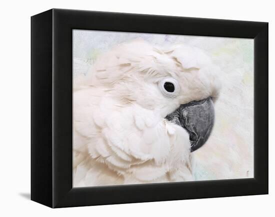 Umbrella Cockatoo Portrait-Jai Johnson-Framed Premier Image Canvas