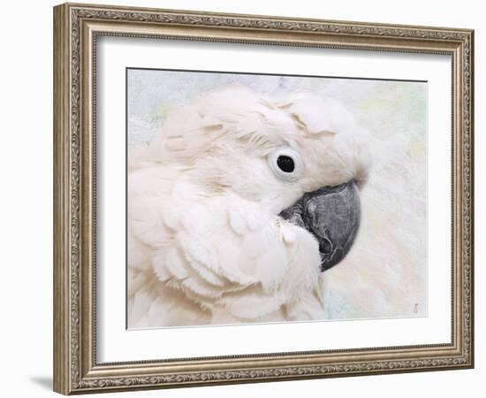 Umbrella Cockatoo Portrait-Jai Johnson-Framed Giclee Print