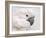 Umbrella Cockatoo Portrait-Jai Johnson-Framed Giclee Print