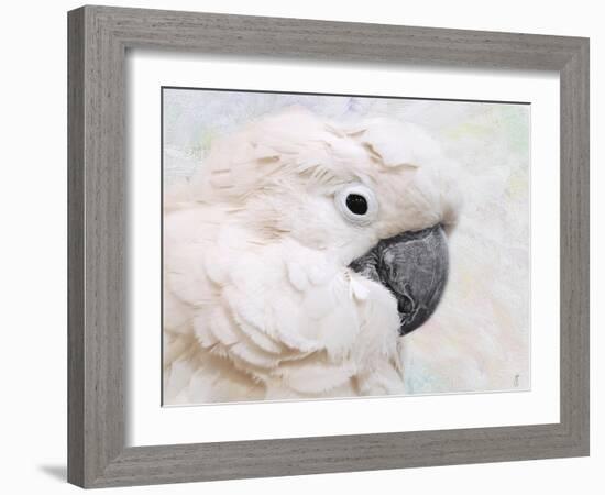 Umbrella Cockatoo Portrait-Jai Johnson-Framed Giclee Print