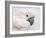 Umbrella Cockatoo Portrait-Jai Johnson-Framed Giclee Print