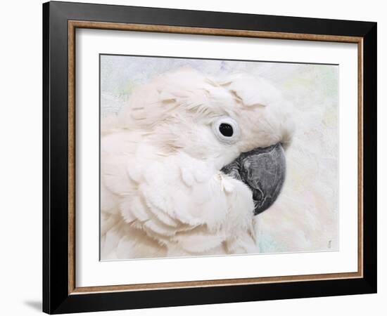 Umbrella Cockatoo Portrait-Jai Johnson-Framed Giclee Print