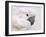 Umbrella Cockatoo Portrait-Jai Johnson-Framed Giclee Print