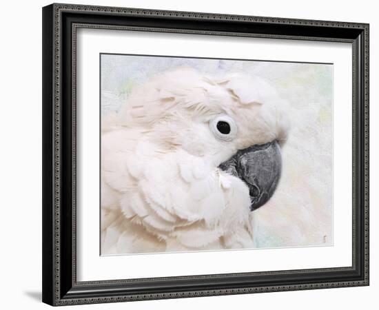 Umbrella Cockatoo Portrait-Jai Johnson-Framed Giclee Print