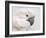 Umbrella Cockatoo Portrait-Jai Johnson-Framed Giclee Print