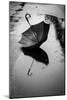 Umbrella in Puddle-Sharon Wish-Mounted Photographic Print