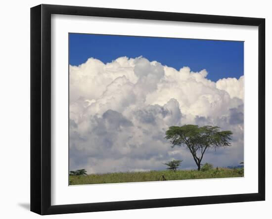 Umbrella Thorn Acacia, Lake Nakuru National Park, Kenya-Adam Jones-Framed Photographic Print