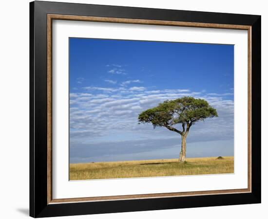 Umbrella Thorn Acacia, Masai Mara Game Reserve, Kenya-Adam Jones-Framed Photographic Print