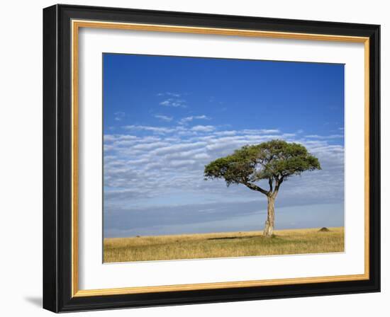 Umbrella Thorn Acacia, Masai Mara Game Reserve, Kenya-Adam Jones-Framed Photographic Print