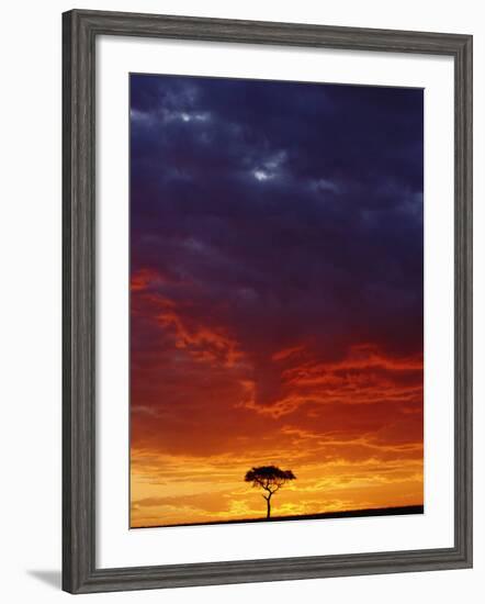 Umbrella Thorn Acacia, Masai Mara Game Reserve, Kenya-Adam Jones-Framed Photographic Print