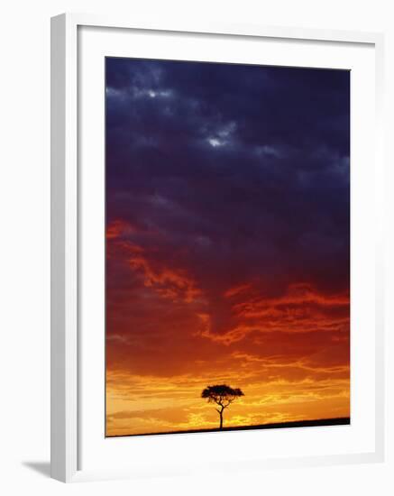 Umbrella Thorn Acacia, Masai Mara Game Reserve, Kenya-Adam Jones-Framed Photographic Print