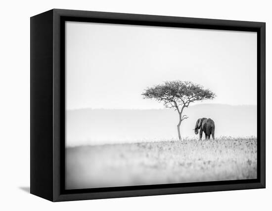 UMBRELLA THORN-Jaco Marx-Framed Premier Image Canvas