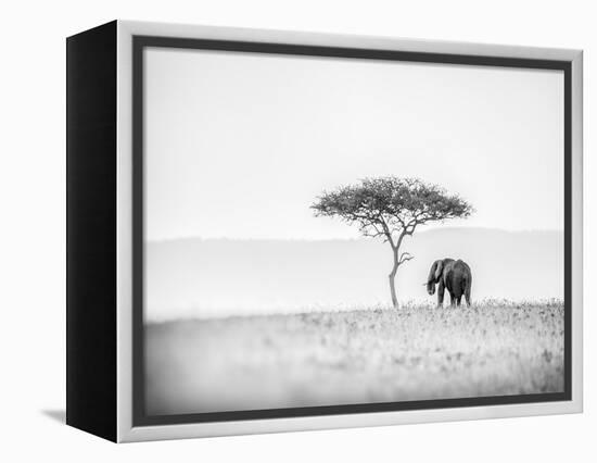 UMBRELLA THORN-Jaco Marx-Framed Premier Image Canvas
