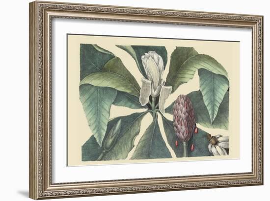 Umbrella Tree-Mark Catesby-Framed Art Print