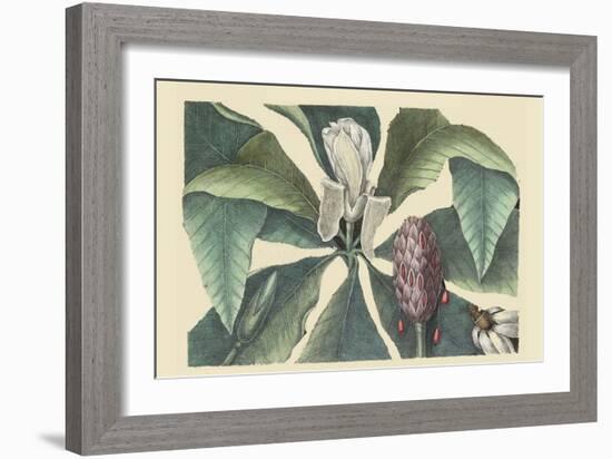 Umbrella Tree-Mark Catesby-Framed Art Print