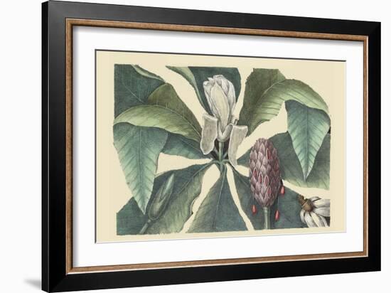 Umbrella Tree-Mark Catesby-Framed Art Print