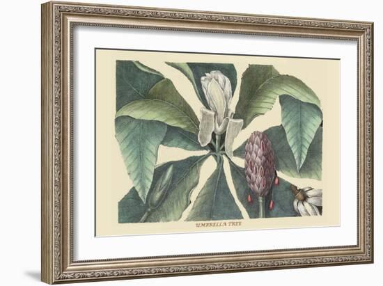 Umbrella Tree-Mark Catesby-Framed Art Print