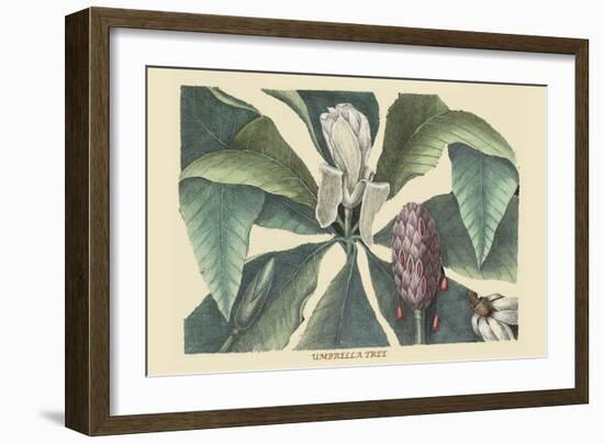 Umbrella Tree-Mark Catesby-Framed Art Print