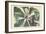 Umbrella Tree-Mark Catesby-Framed Art Print