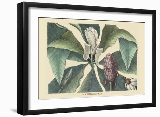 Umbrella Tree-Mark Catesby-Framed Art Print
