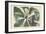 Umbrella Tree-Mark Catesby-Framed Art Print