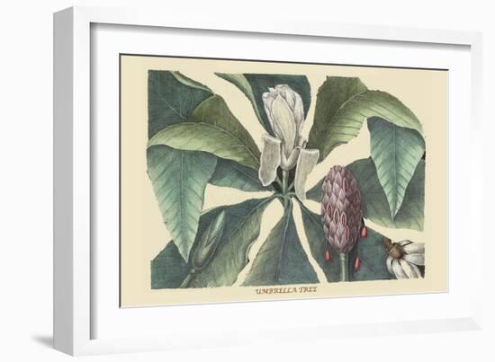 Umbrella Tree-Mark Catesby-Framed Art Print