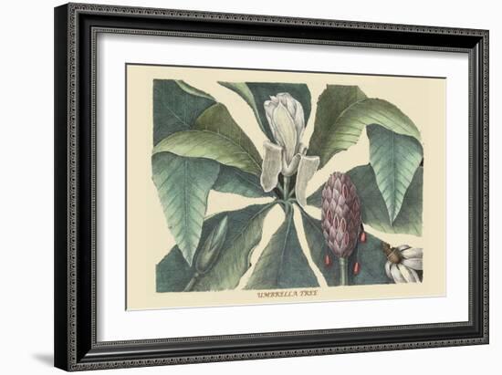 Umbrella Tree-Mark Catesby-Framed Art Print